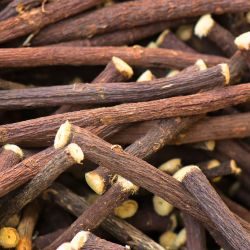 Ginseng